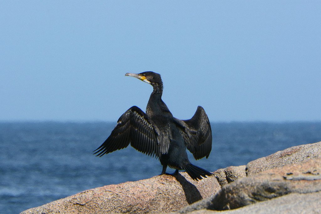 Cormorant, Great, 2017-09079658 Halibut Point State Park, MA.JPG - Great Cormorant. Halibut Point State Park, MA, 9-7-2017